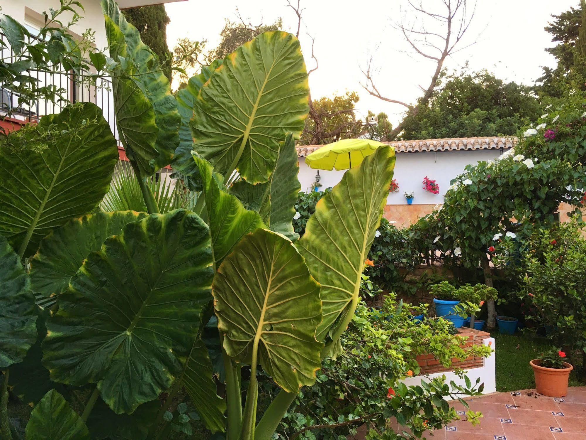 Hotel Carmen Teresa Τορρεμολίνος Εξωτερικό φωτογραφία